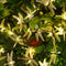 Solar Dragonfly Fairy String Lights â€“ 20 LED Waterproof Outdoor/Indoor Decorative Accent | Garden, Fence, Patio, Party | Trufairs