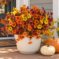 Show Orange & Yellow & Brown 3-Color Fall Daisy Flowers